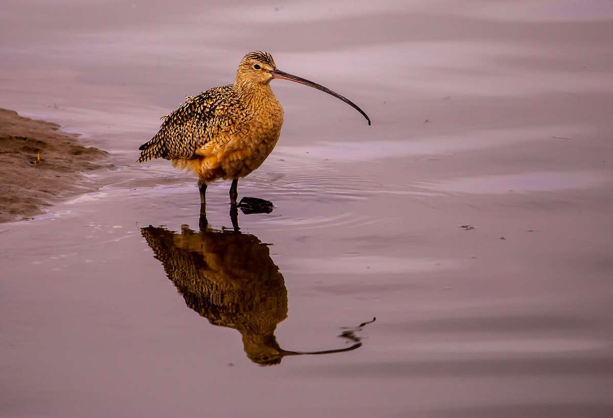 Long-billed Curlew - ML615066665