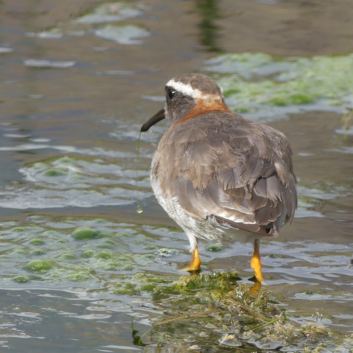 Diademed Sandpiper-Plover - ML615066675