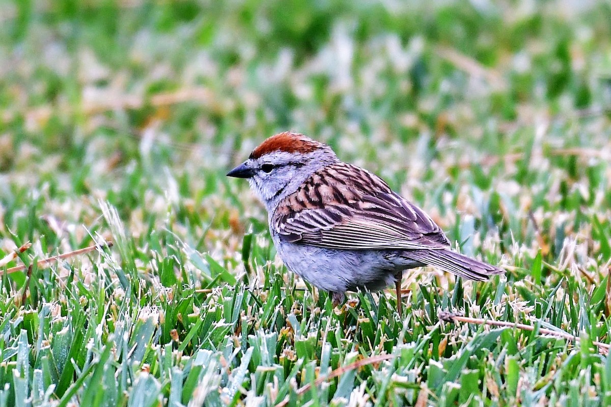 Chipping Sparrow - ML615066676
