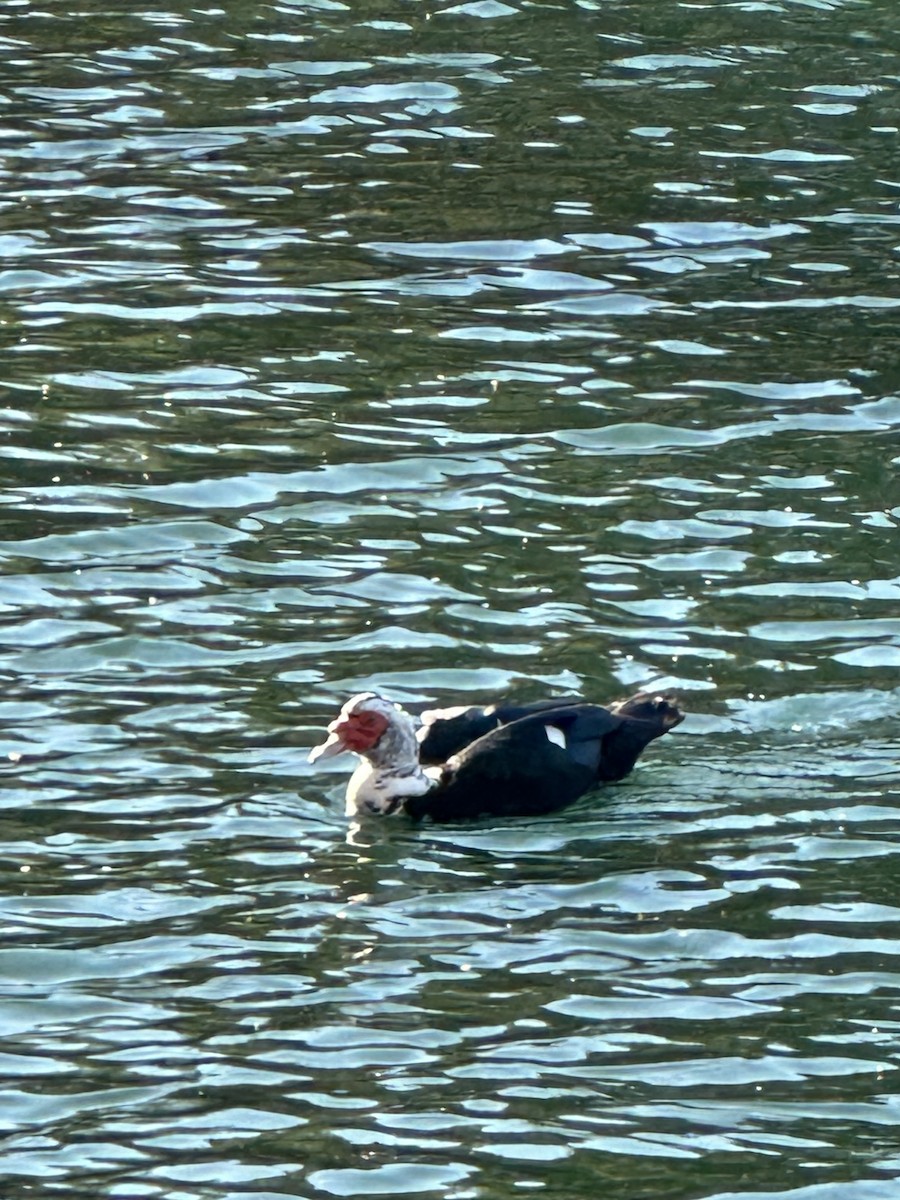 Muscovy Duck (Domestic type) - ML615066679