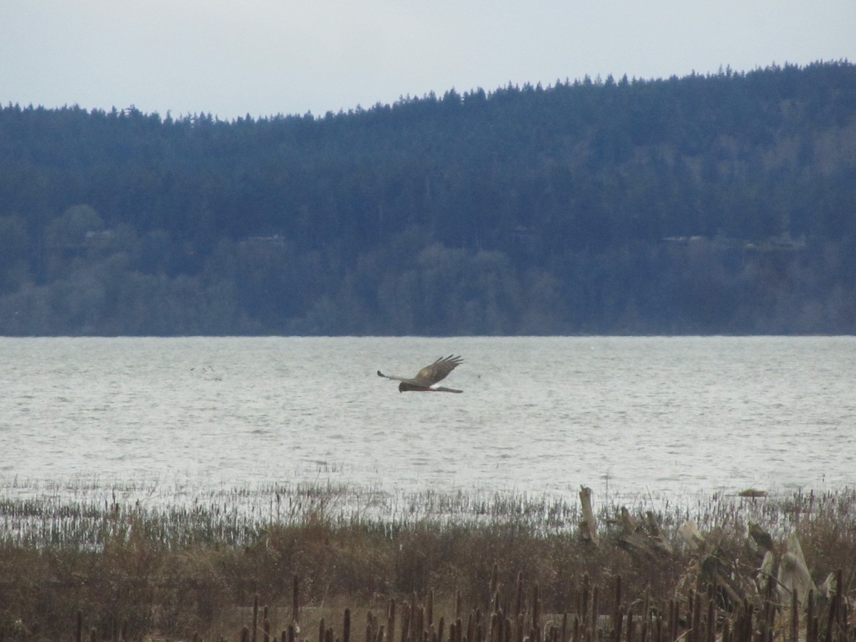 Northern Harrier - ML615066704