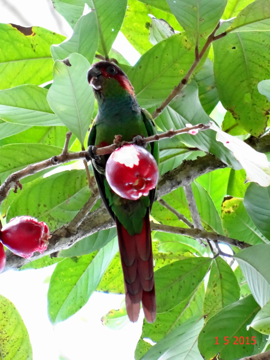 Ochre-marked Parakeet - Gabriel Bonfa