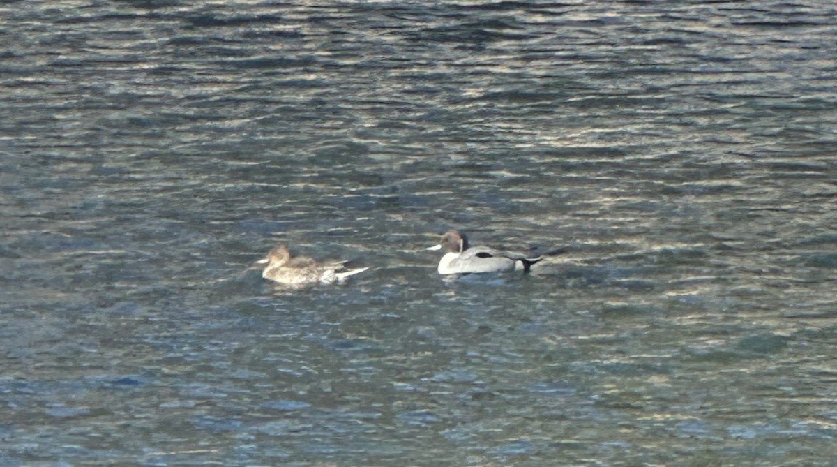 Шовтгор алаг нугас - ML615066756