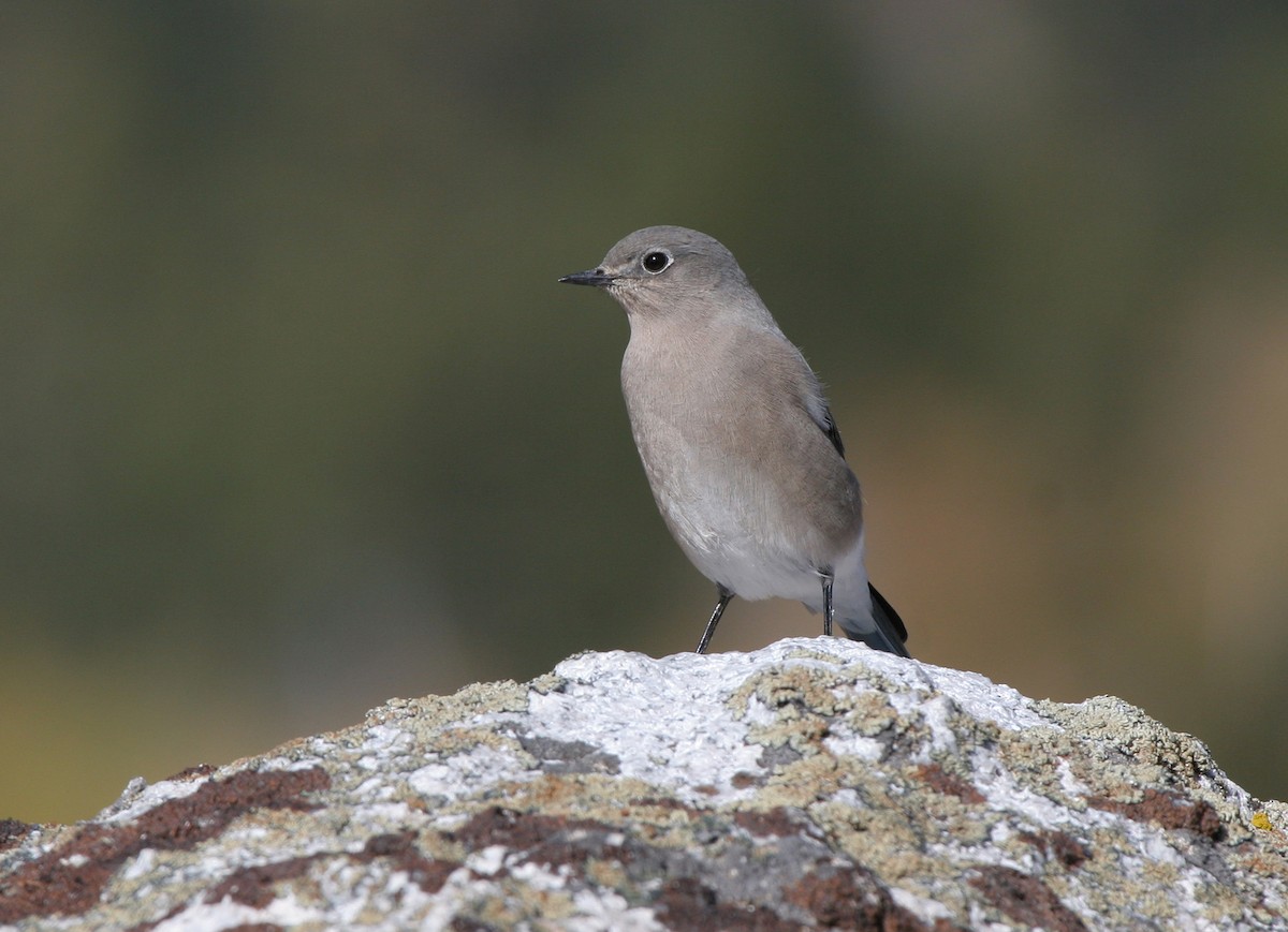 Mountain Bluebird - Lyann Comrack