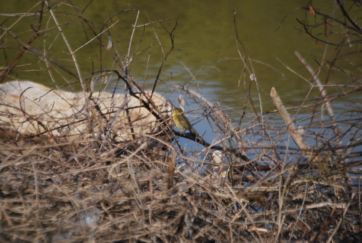 Yellow Warbler - ML615066794