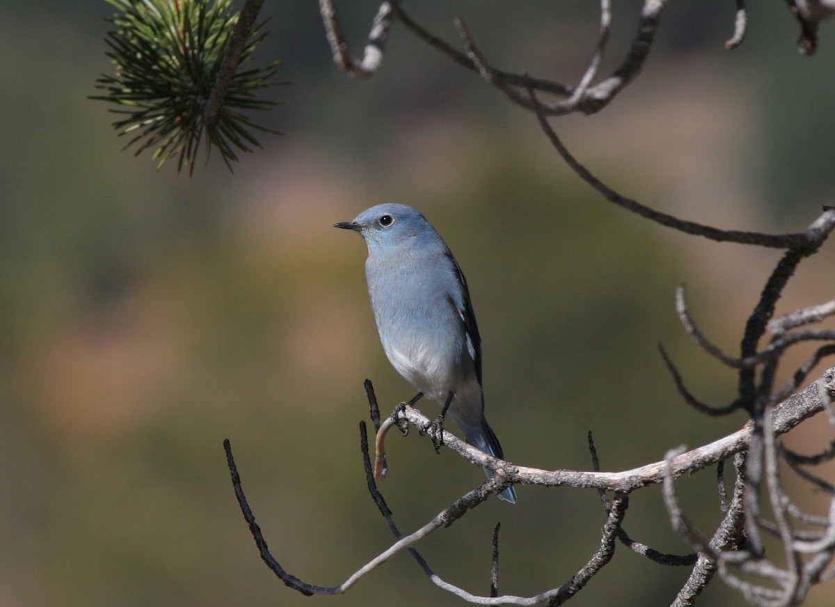 Mountain Bluebird - Lyann Comrack