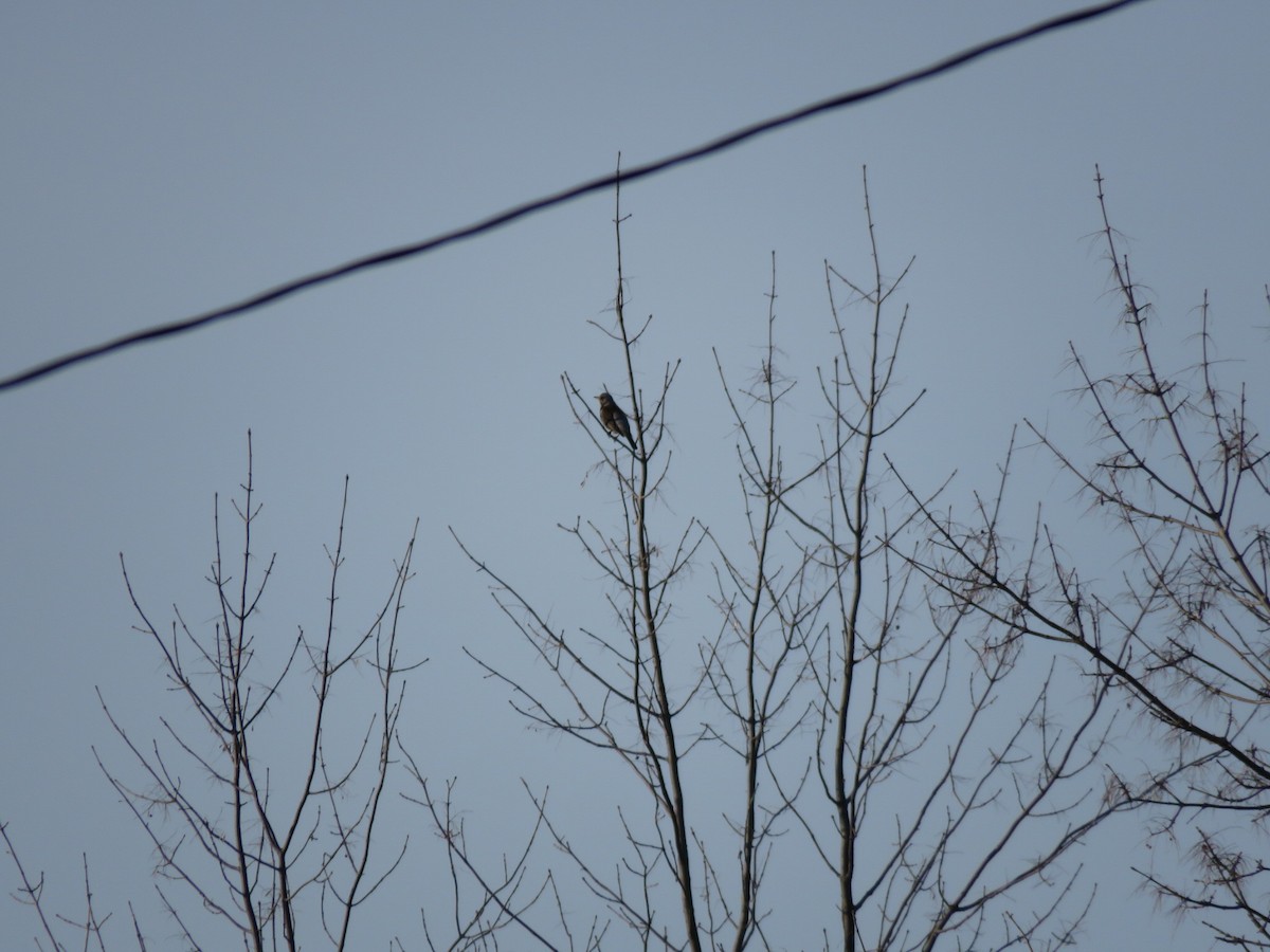 Fieldfare - Bill Grossmeyer