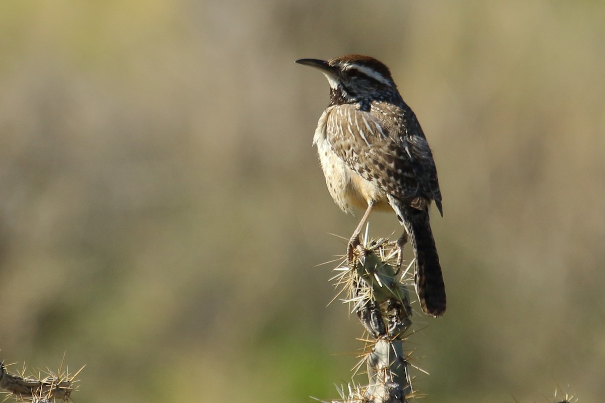 Cactus Wren - ML615066864