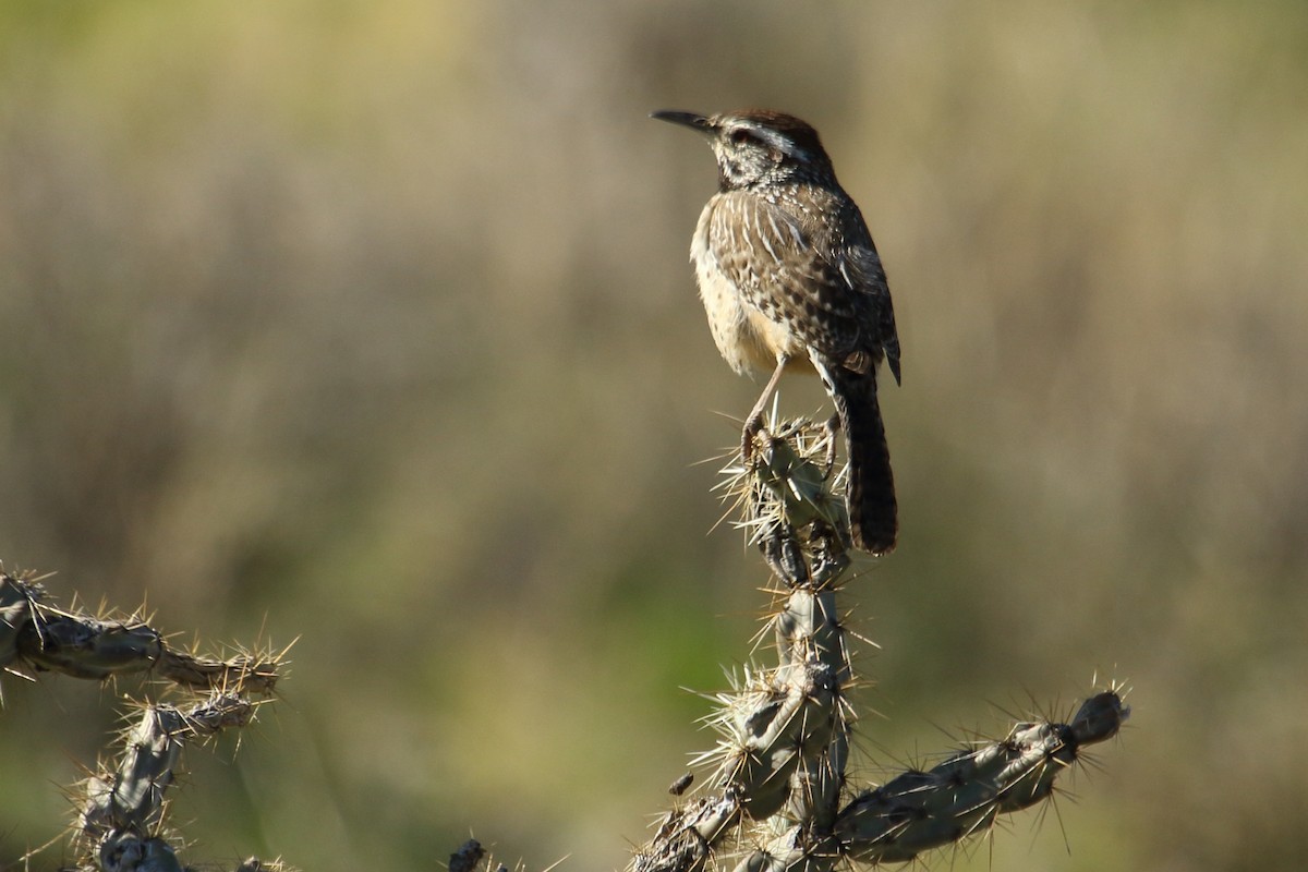 Cactus Wren - ML615066865