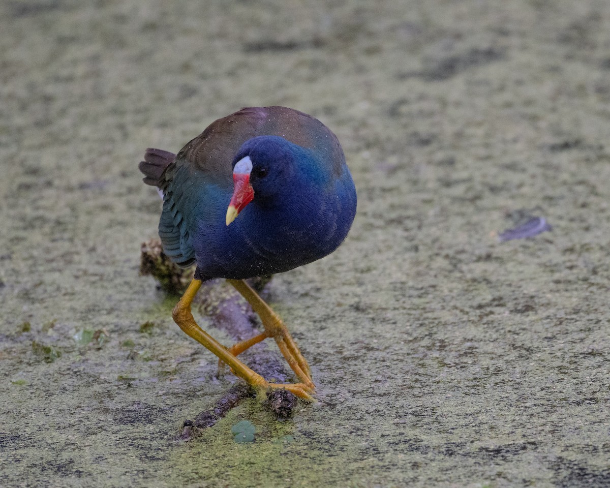 Purple Gallinule - ML615066920