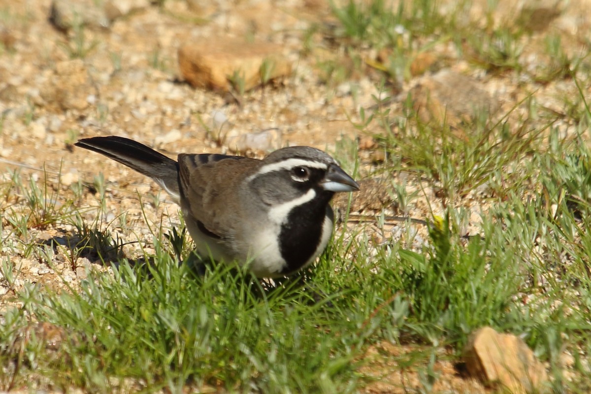 Bruant à gorge noire - ML615066931