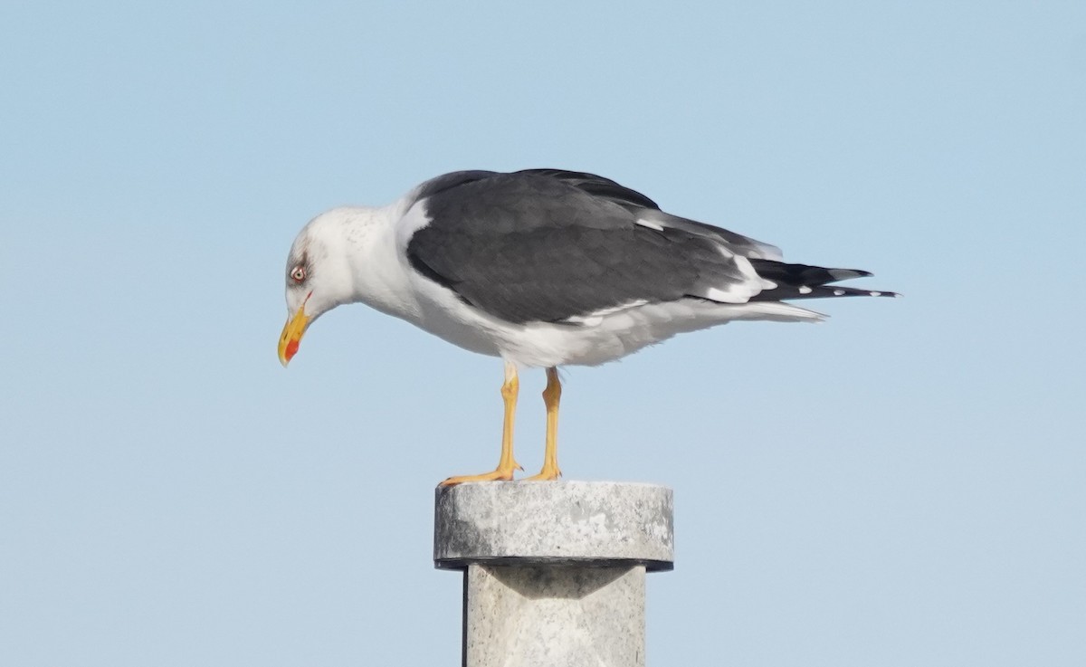 Lesser Black-backed Gull - Teri Zambon True