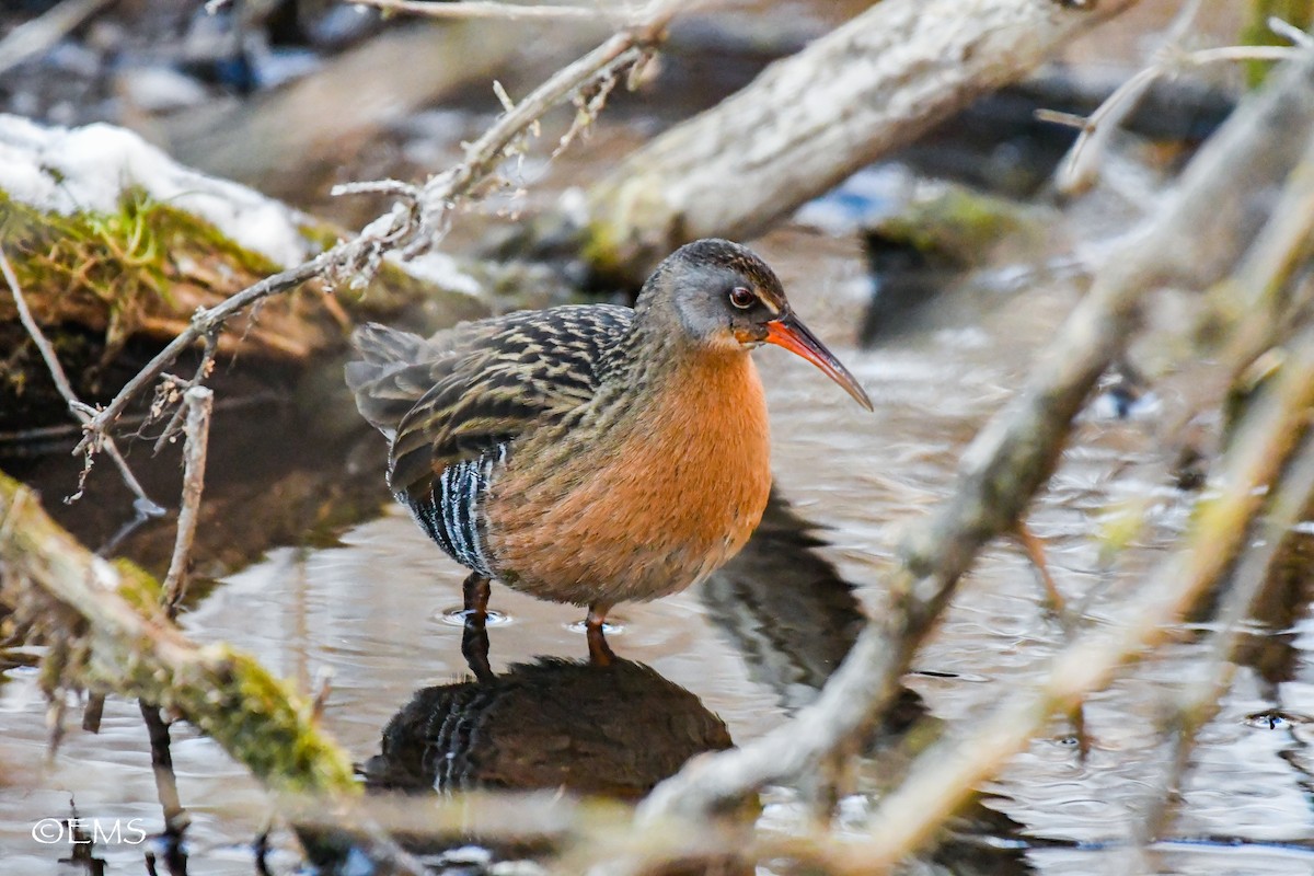 Virginia Rail - ML615067101