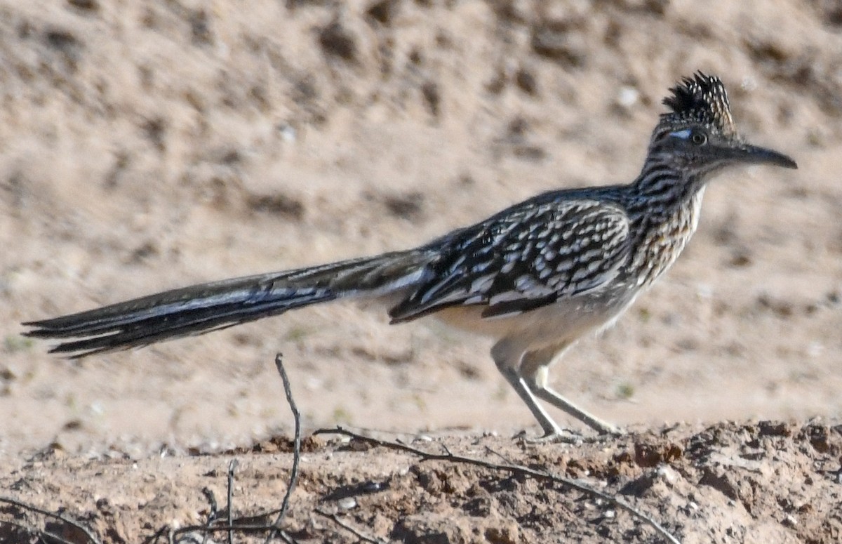 Greater Roadrunner - ML615067122