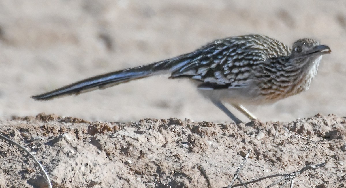 Greater Roadrunner - ML615067123