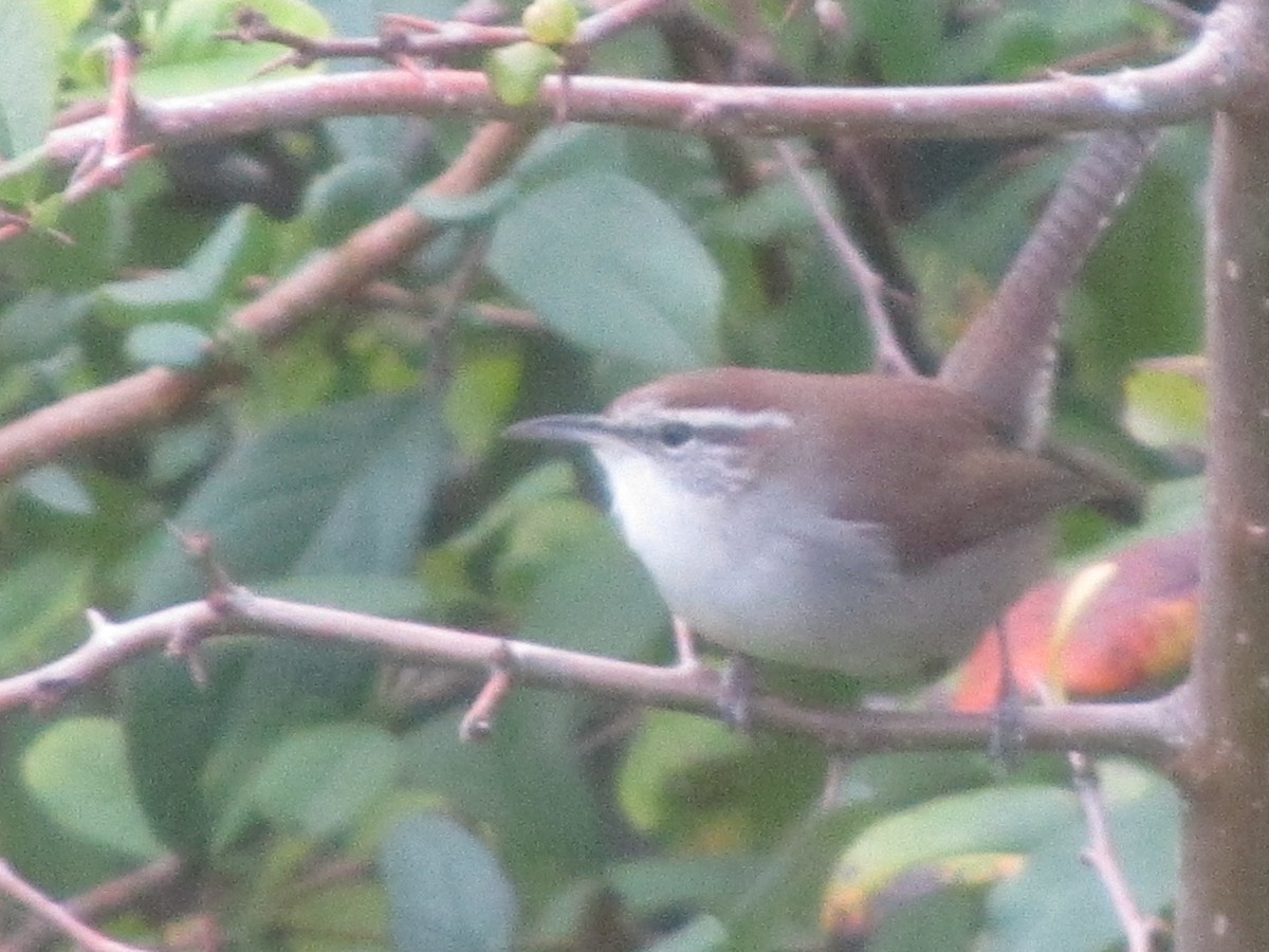 Bewick's Wren - ML615067185