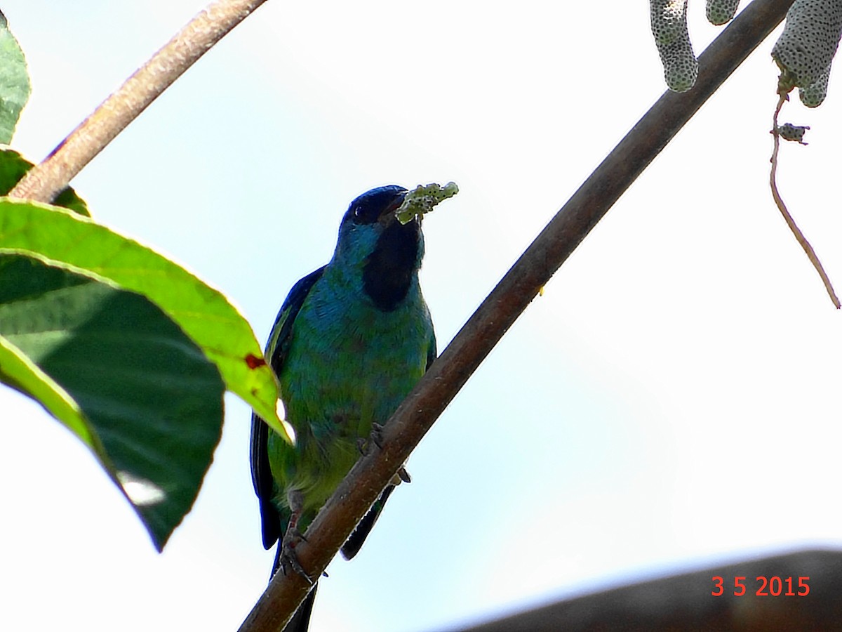 Blue Dacnis - ML615067220