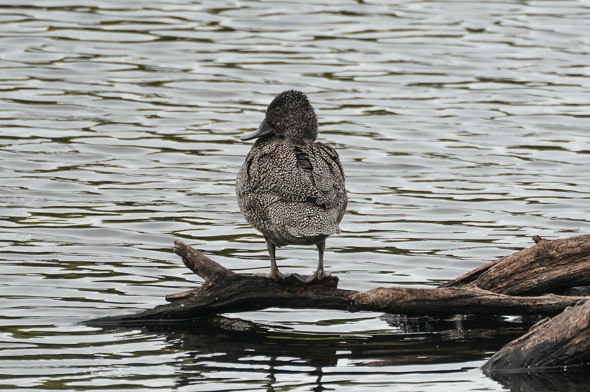 Freckled Duck - ML615067224