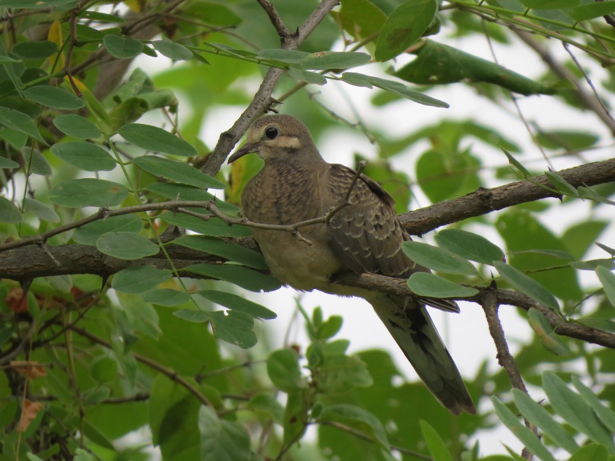 Mourning Dove - ML615067235