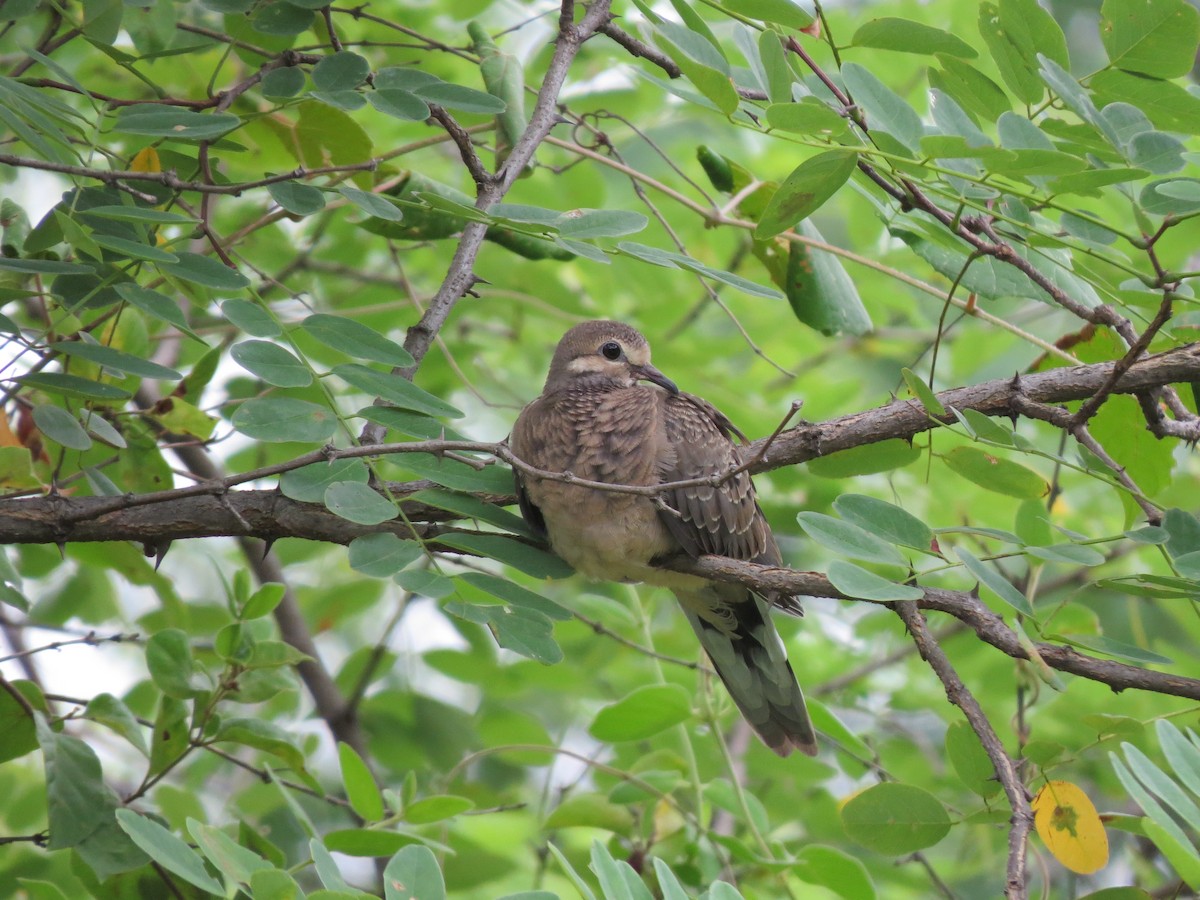 Mourning Dove - ML615067239