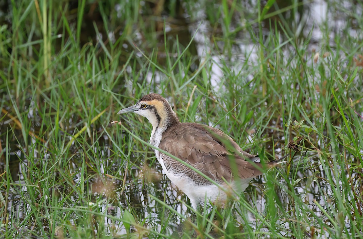 Pheasant-tailed Jacana - ML615067303