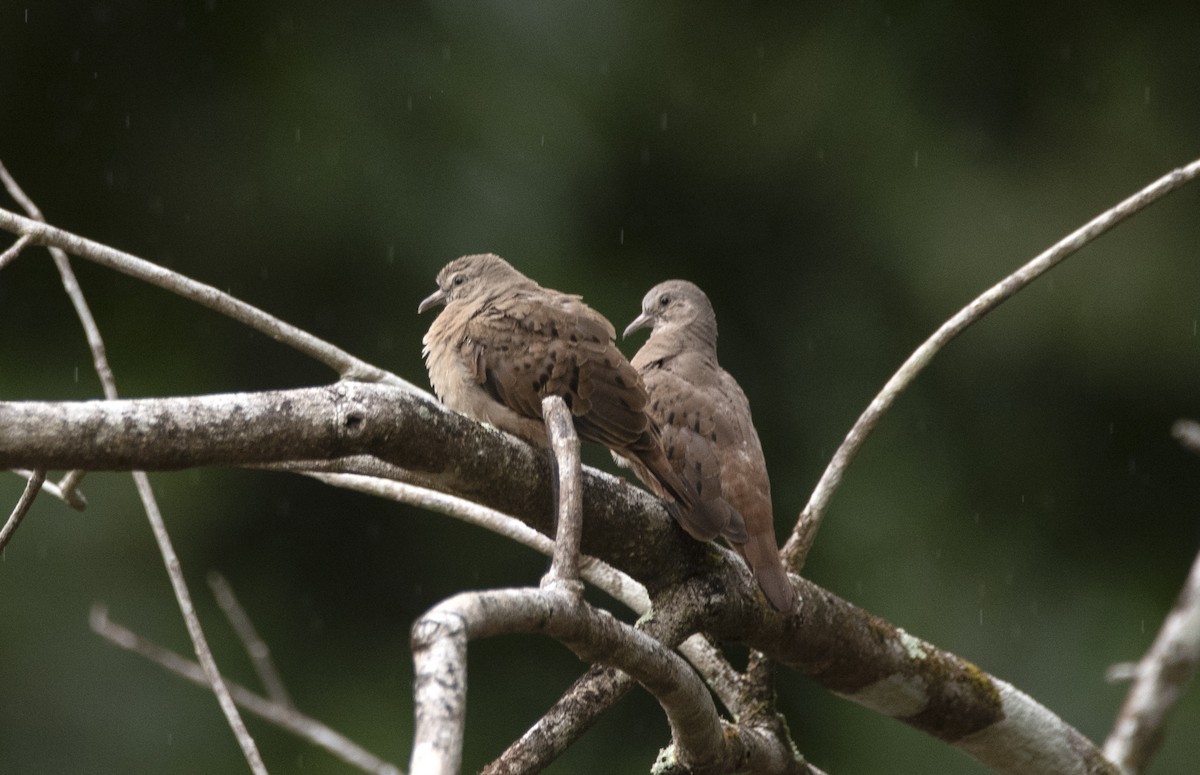 Ruddy Ground Dove - ML615067307