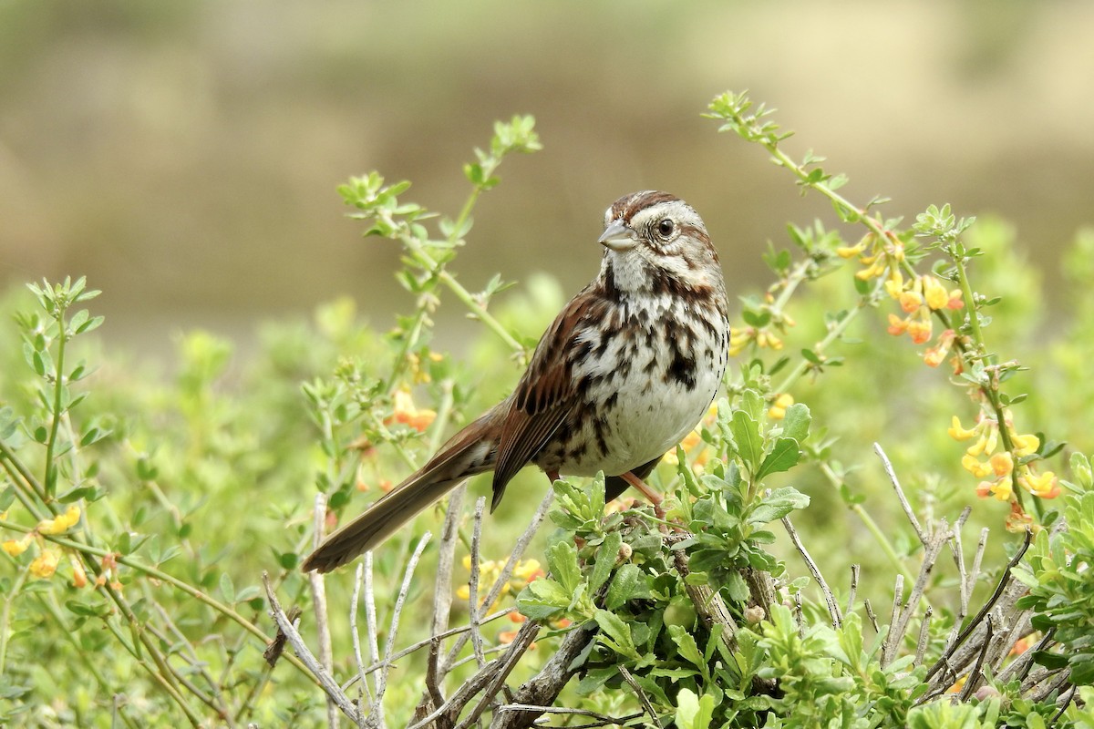 Song Sparrow - Charlotte Morris