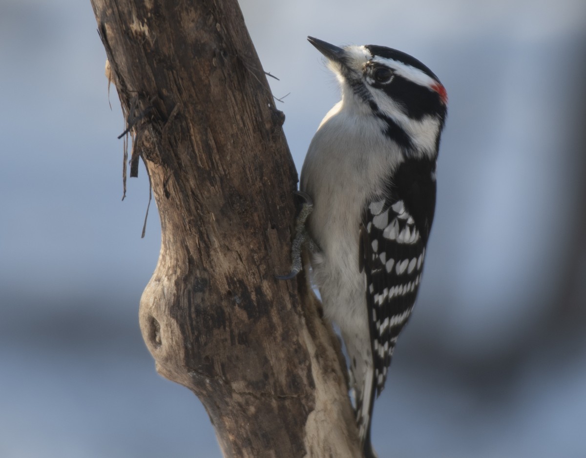 Downy Woodpecker - ML615067385