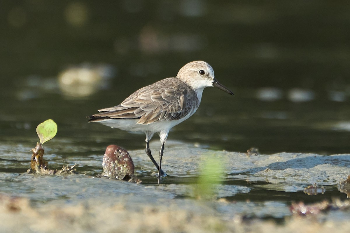 Semipalmated Sandpiper - ML615067400