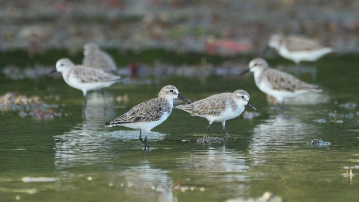 Semipalmated Sandpiper - ML615067404