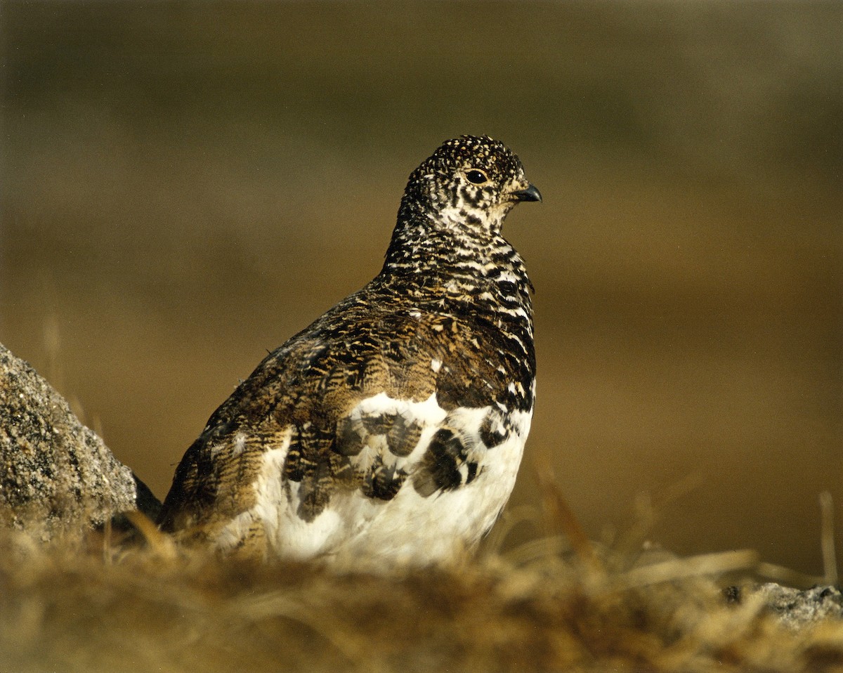 White-tailed Ptarmigan - ML615067423