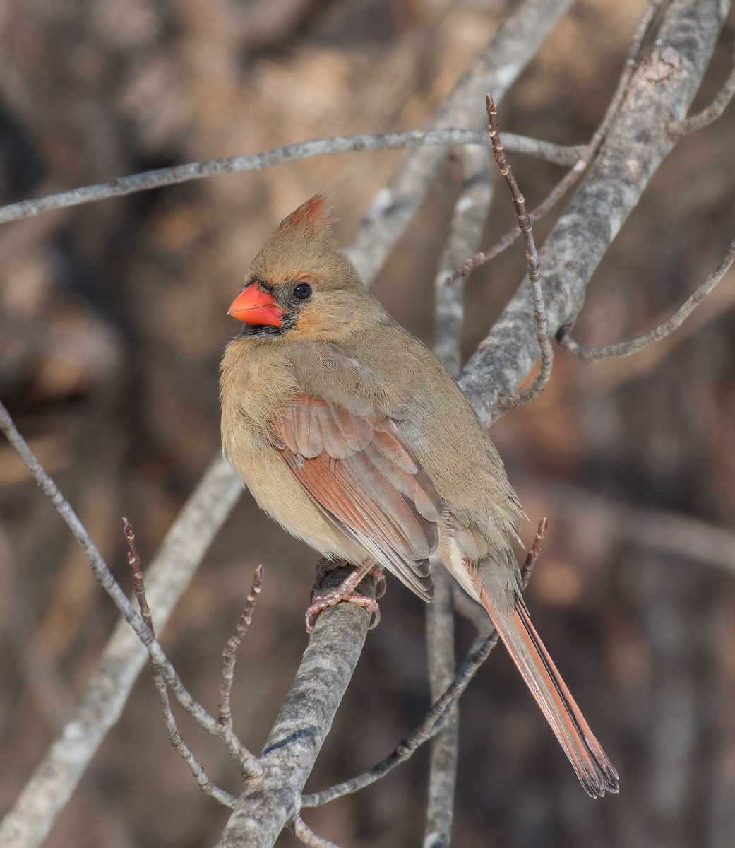 Northern Cardinal - ML615067432