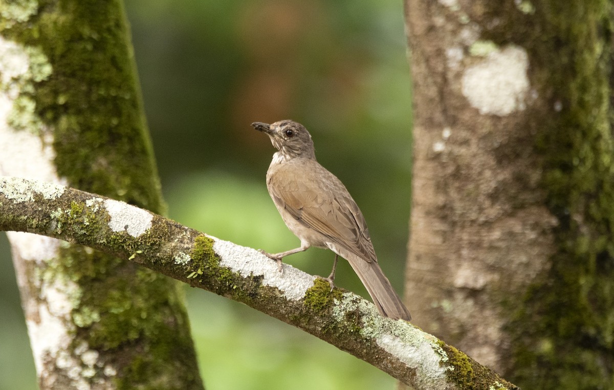 blekbrysttrost - ML615067435