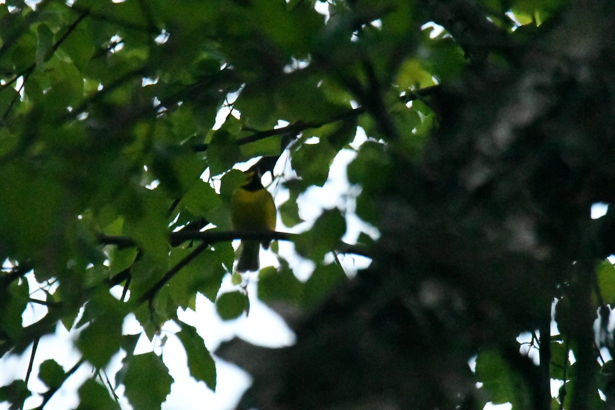 Hooded Warbler - ML615067454