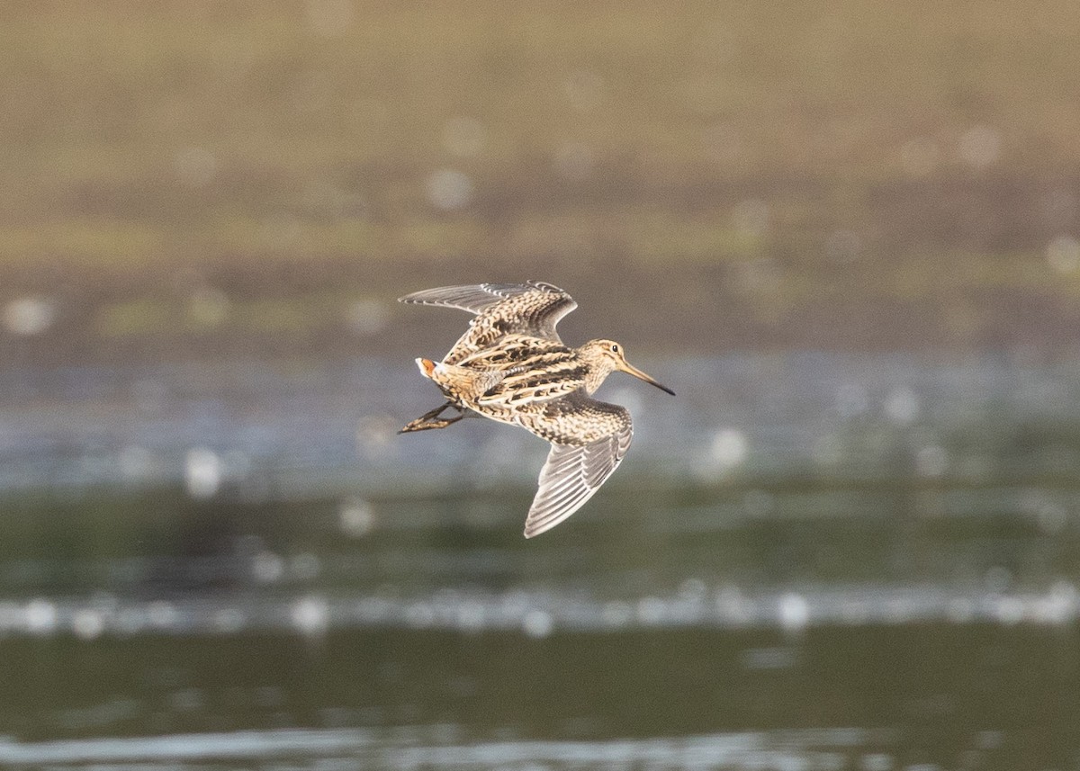 Latham's Snipe - ML615067559