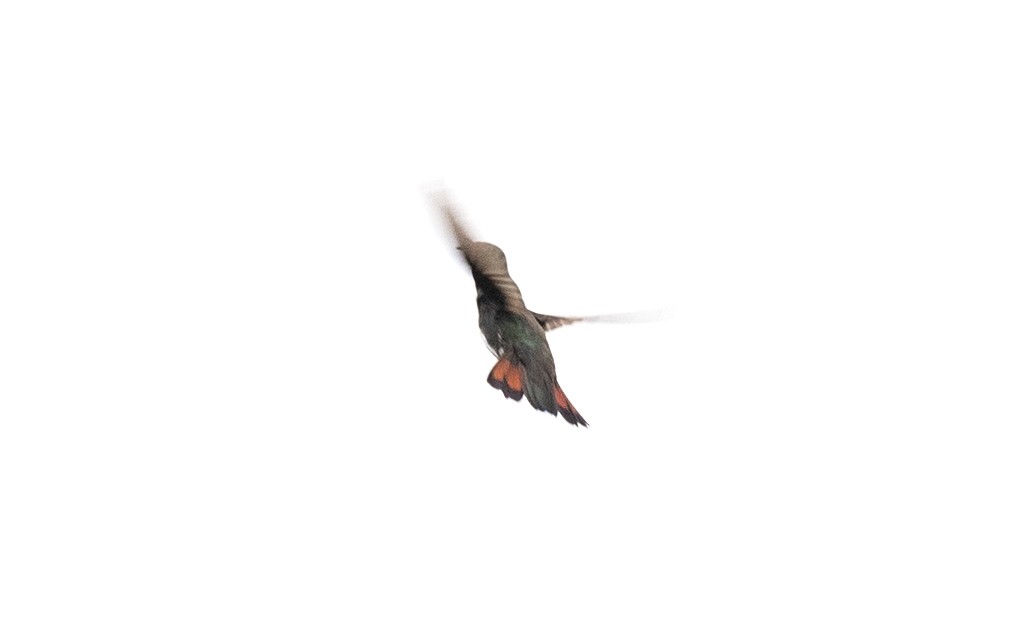 kolibřík červenohlavý - ML615067571