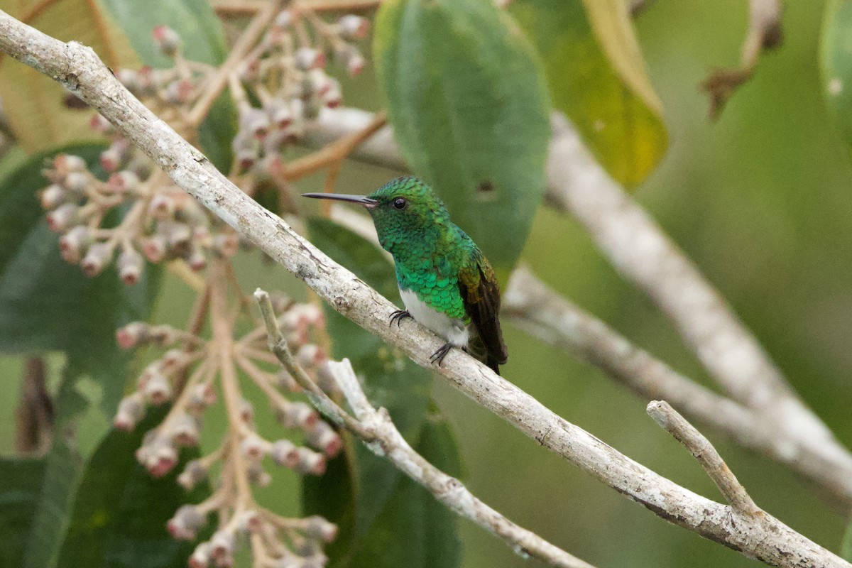 Snowy-bellied Hummingbird - ML615067615