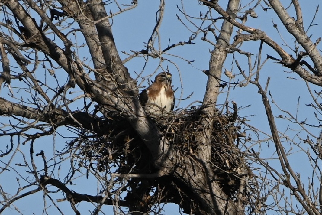 Red-tailed Hawk - ML615067629