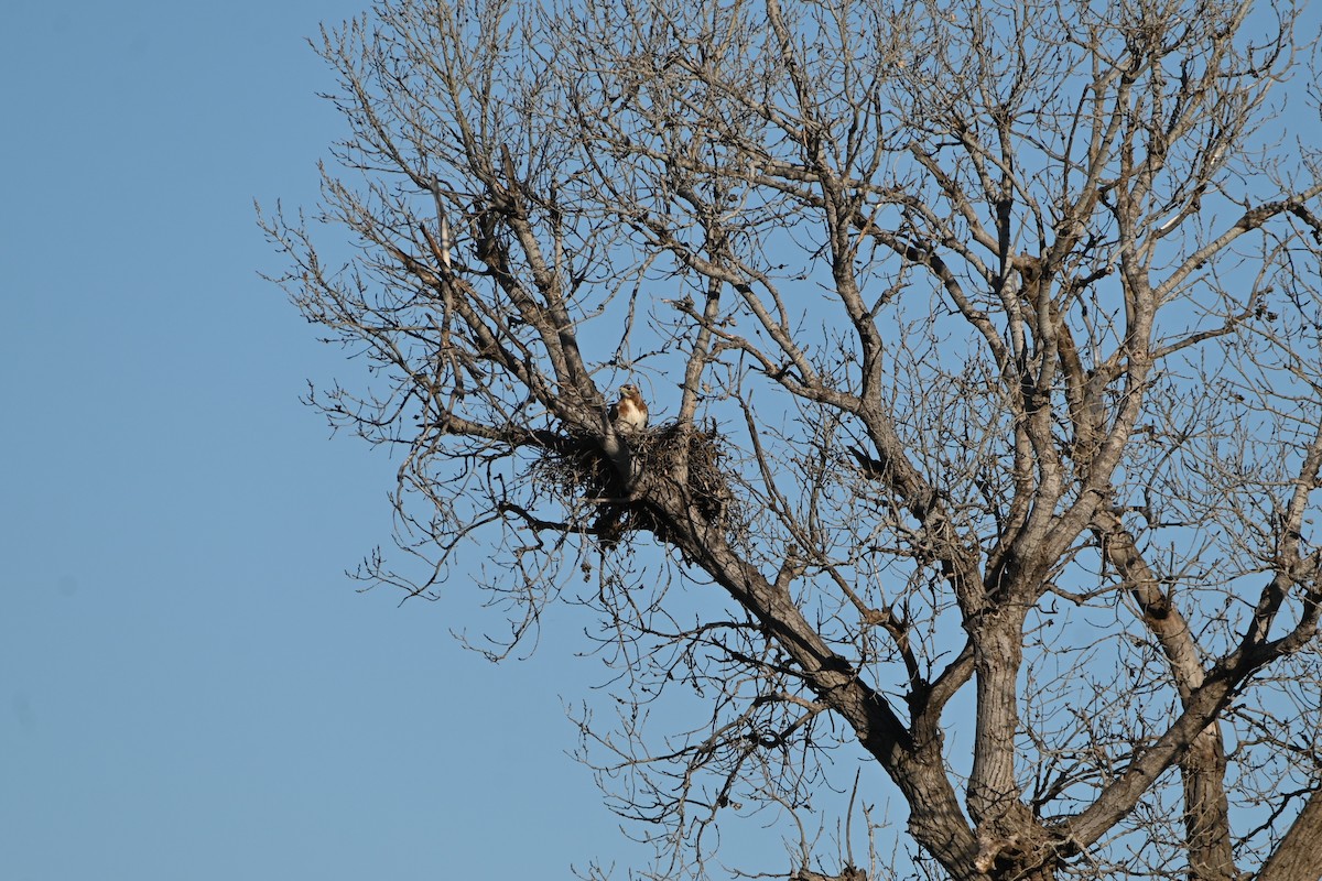 Red-tailed Hawk - ML615067631