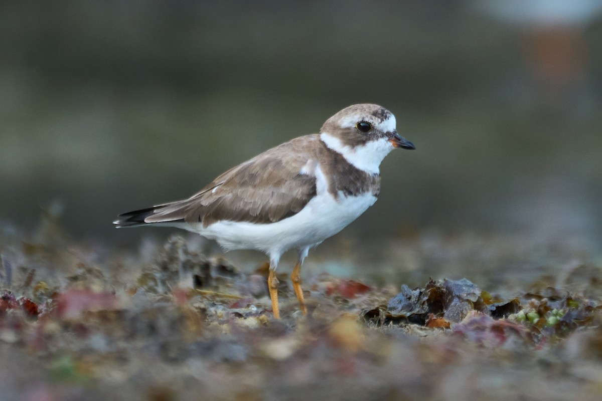 Semipalmated Plover - ML615067654