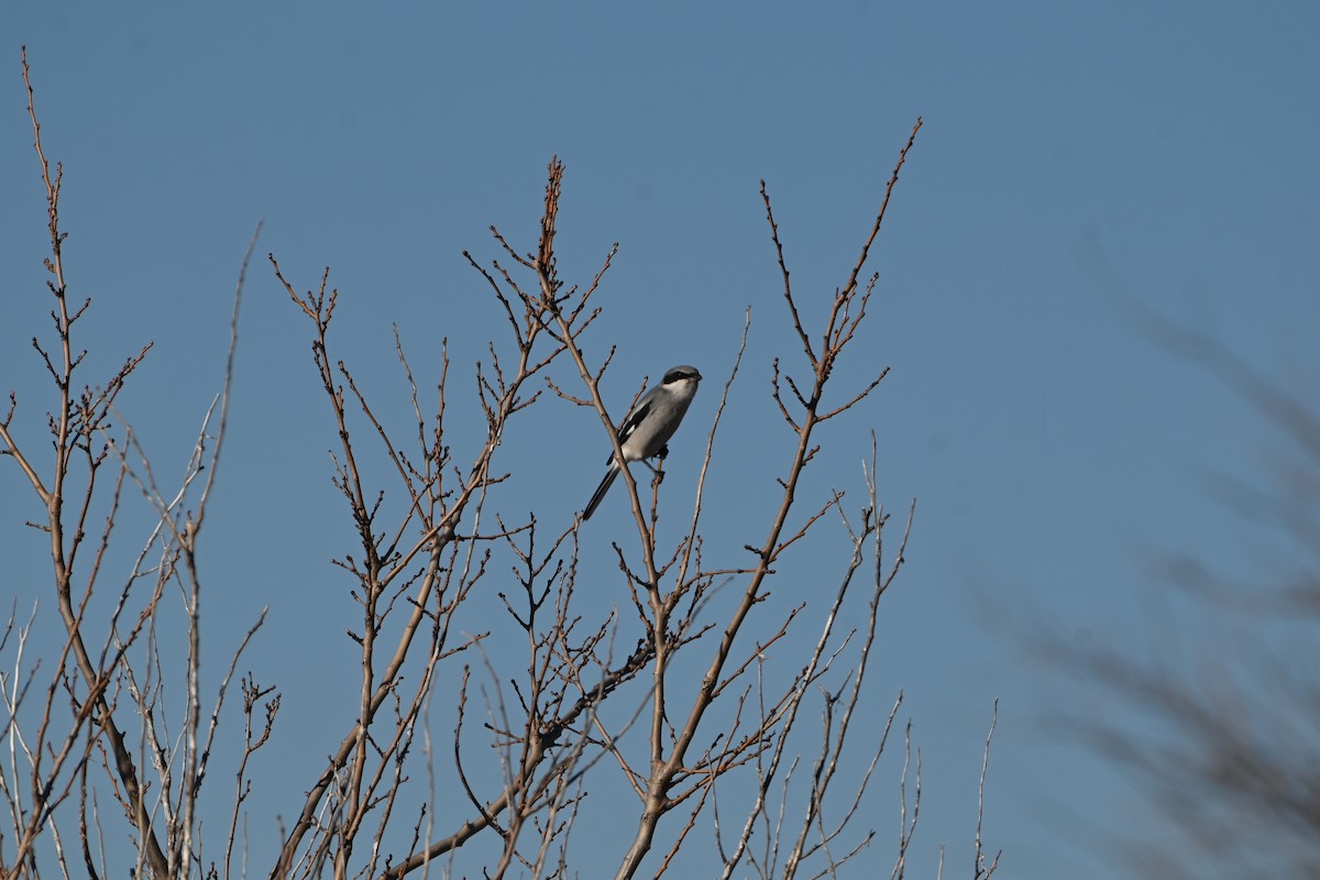 Loggerhead Shrike - ML615067662