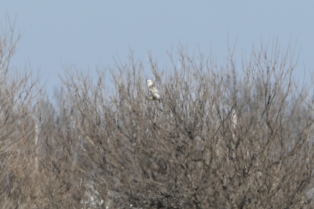 Red-tailed Hawk (Krider's) - ML615067667