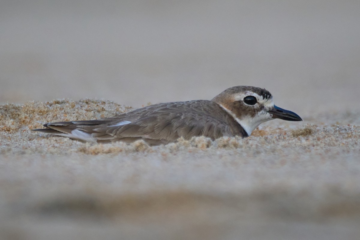 Wilson's Plover - ML615067701