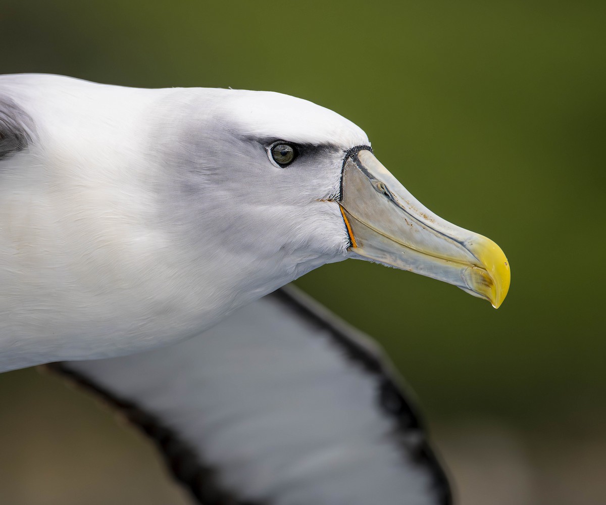 White-capped Albatross - William Richards