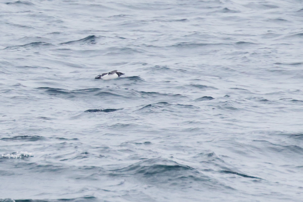 Common Murre - ML615067798