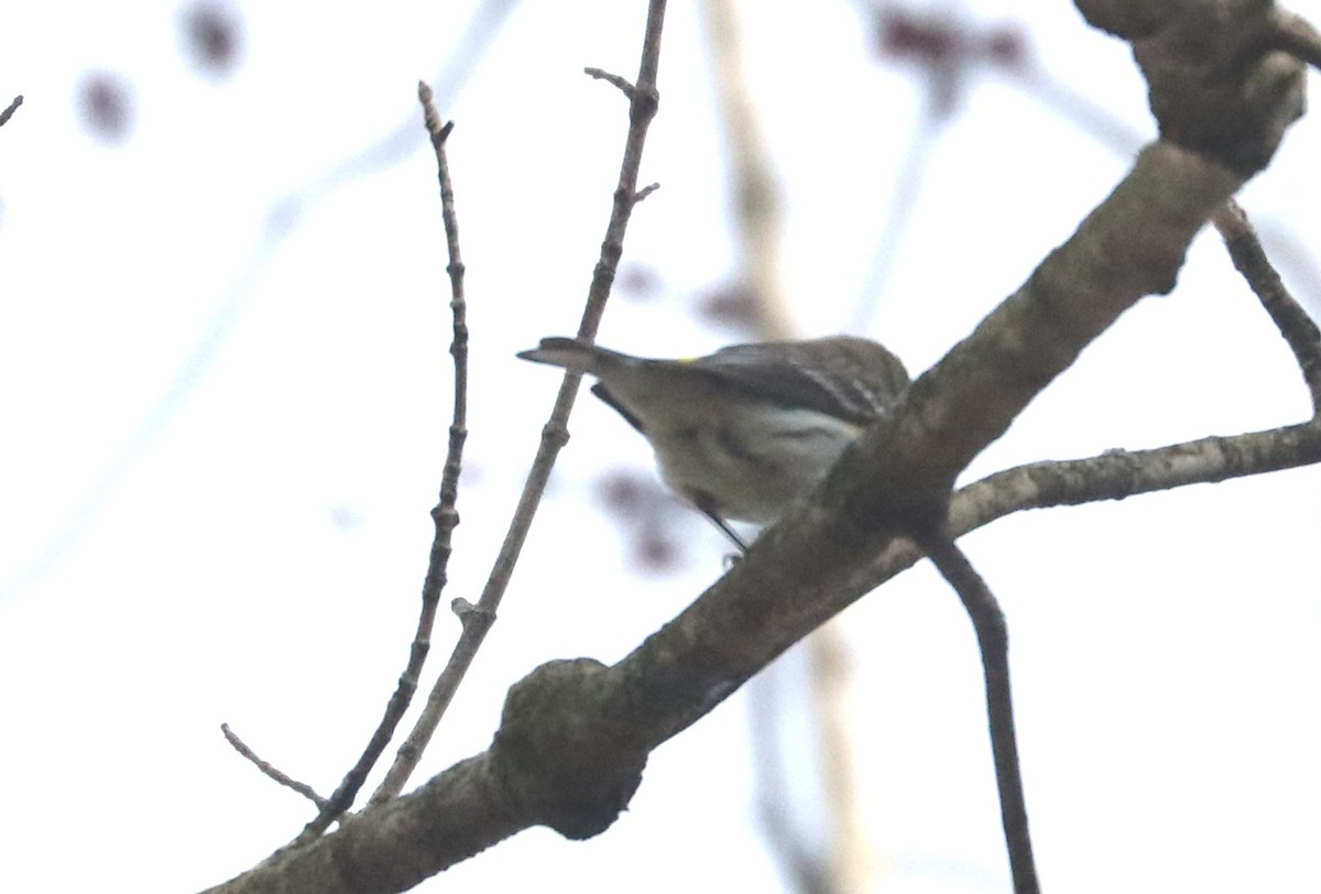 Yellow-rumped Warbler - ML615067833