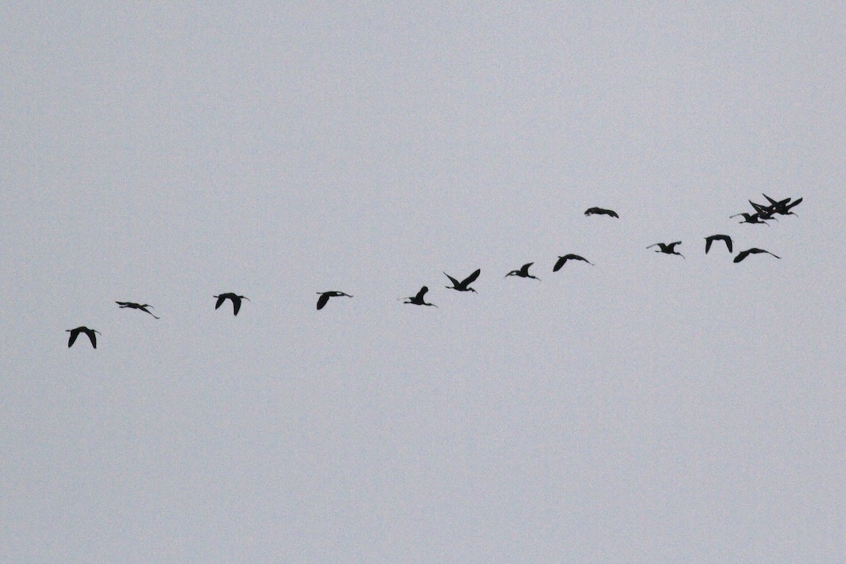 White-faced Ibis - Maggie Perlman