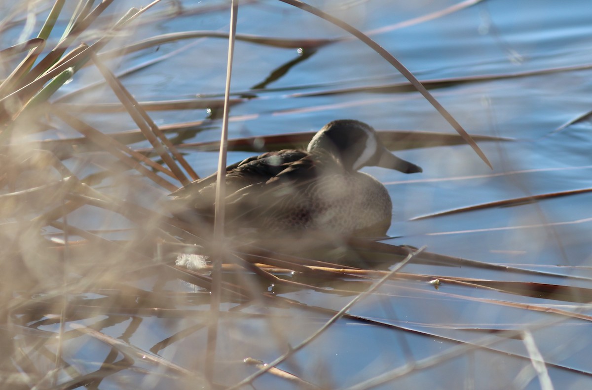 Blue-winged Teal - ML615067846