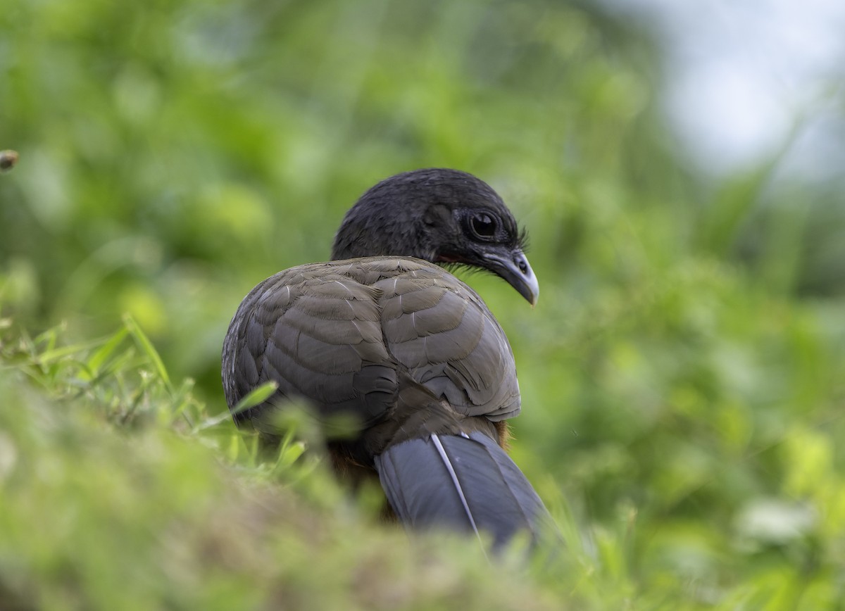 Rufous-vented Chachalaca - ML615067873