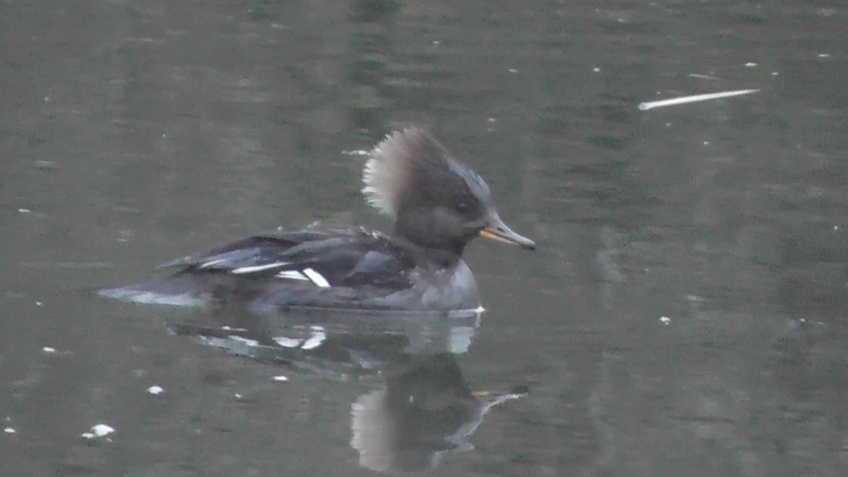 Hooded Merganser - ML615067881